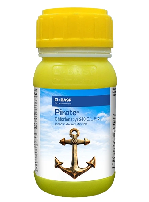 PIRATE - Image 3
