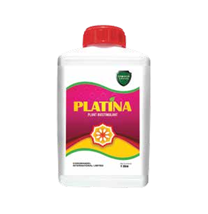 Platina coromandal